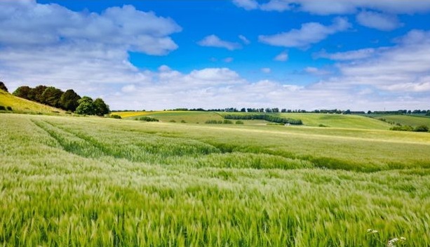 A green field under a bright blue sky with scattered white clouds.
